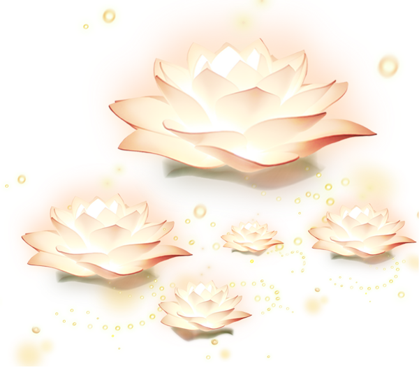 Lotus cvet